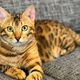Image for article titled Turn Your Cat's Face Into A Wearable Mask